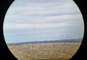 Saskatchewan Snow Goose Hunting