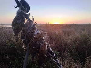 Saskatchewan Upland Bird Hunting - High Prairie Outfitters