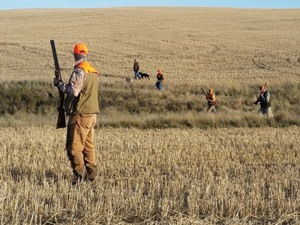 Saskatchewan Upland Bird Hunting - High Prairie Outfitters