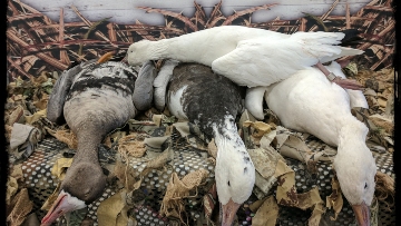 Saskatchewan Guided Waterfowl Hunt