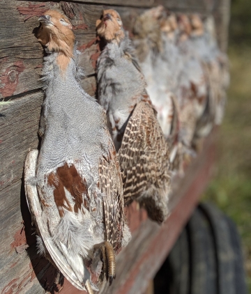 Saskatchewan Guided Upland Hunt