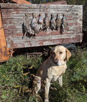 Saskatchewan Guided Upland Hunt