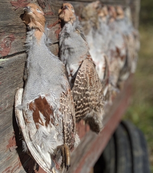 Saskatchewan Upland Hunting