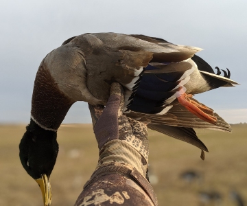 Saskatchewan Guided Waterfowl Hunt